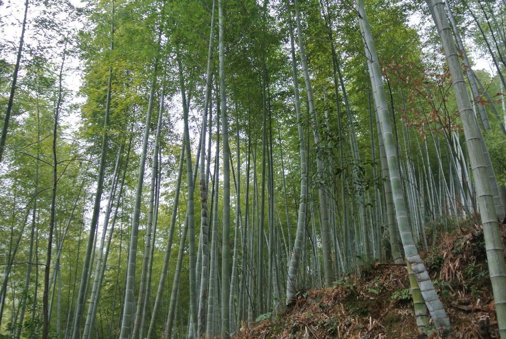 ชิง เหอ เยว่ โฮสเทล Yi (Anhui) ภายนอก รูปภาพ